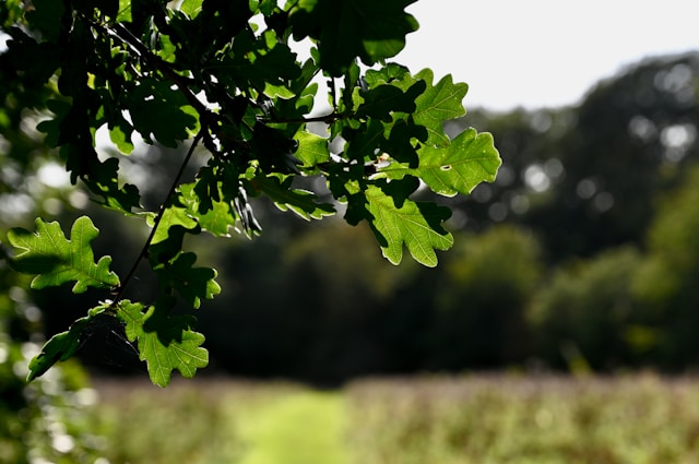 feuilles de chêne avec champs en arrière plan